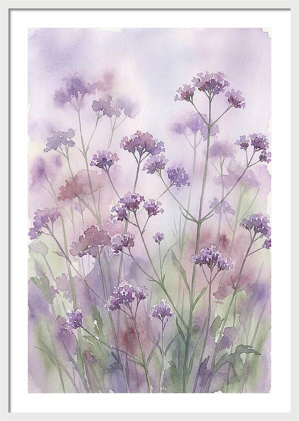 Purple Cloud Of Verbena Bonariensis