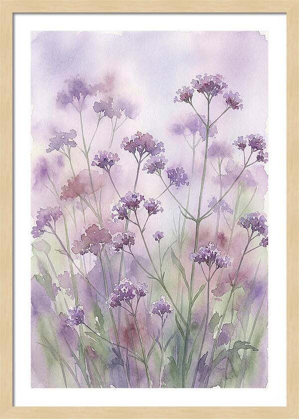 Purple Cloud Of Verbena Bonariensis