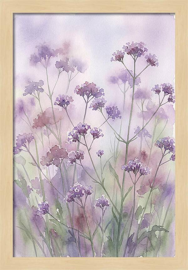 Purple Cloud Of Verbena Bonariensis