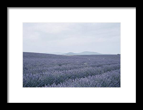 Purple Lavender Fields In Bloom