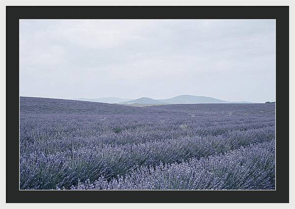 Purple Lavender Fields In Bloom