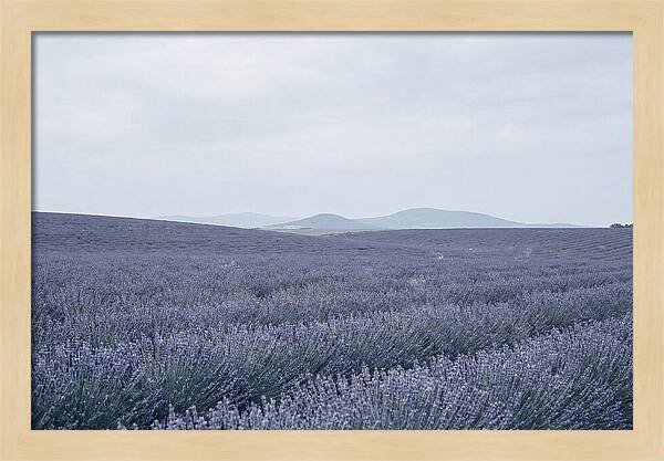 Purple Lavender Fields In Bloom