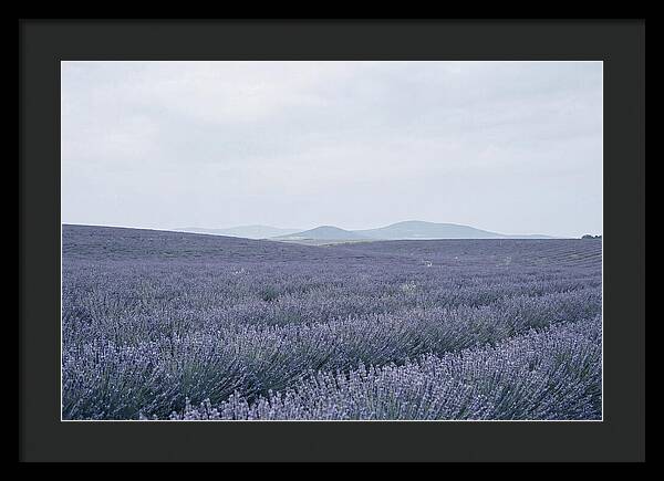 Purple Lavender Fields In Bloom