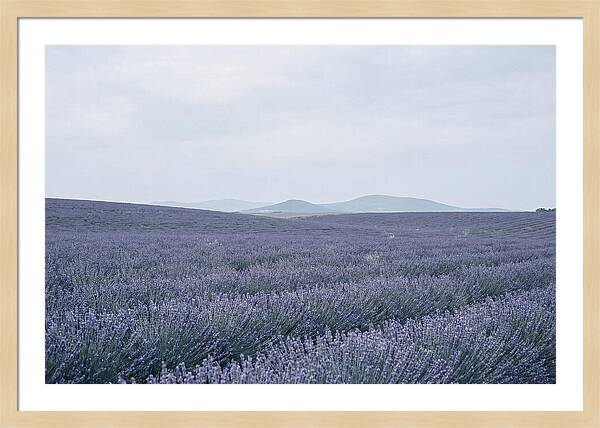 Purple Lavender Fields In Bloom