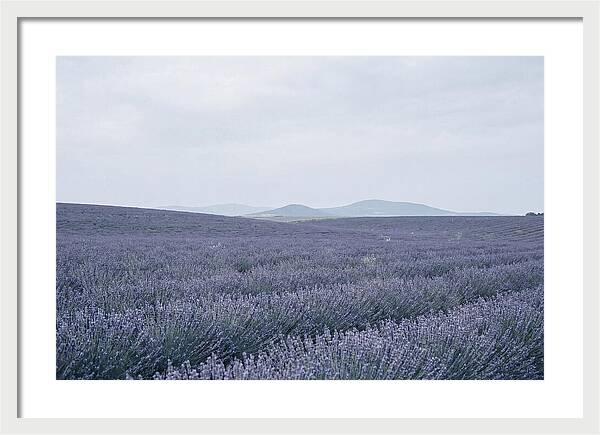 Purple Lavender Fields In Bloom