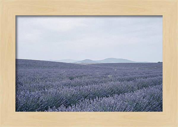 Purple Lavender Fields In Bloom