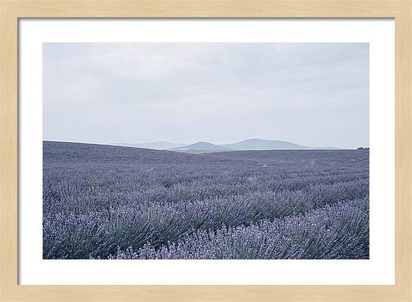 Purple Lavender Fields In Bloom
