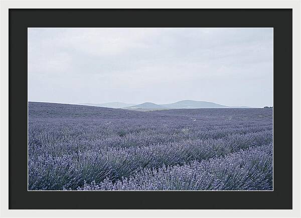 Purple Lavender Fields In Bloom