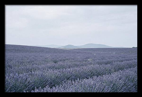 Purple Lavender Fields In Bloom