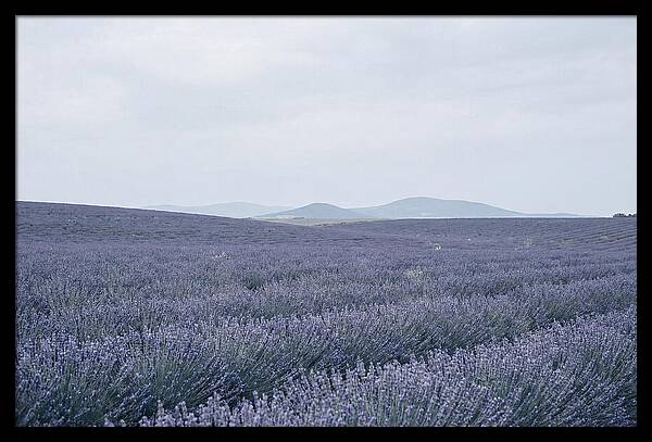 Purple Lavender Fields In Bloom