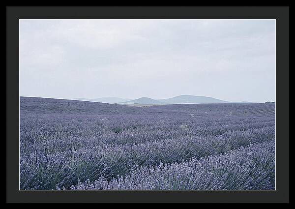 Purple Lavender Fields In Bloom