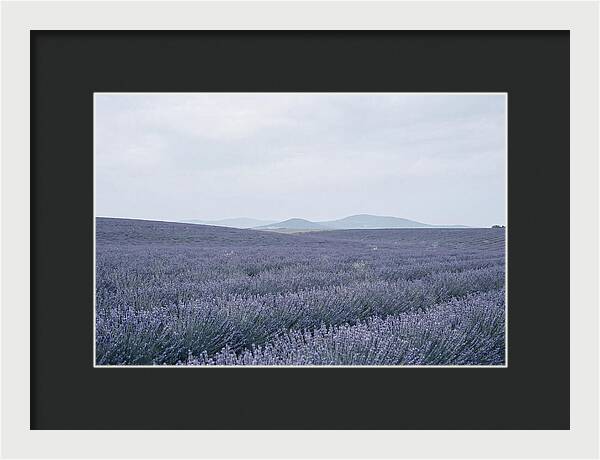 Purple Lavender Fields In Bloom