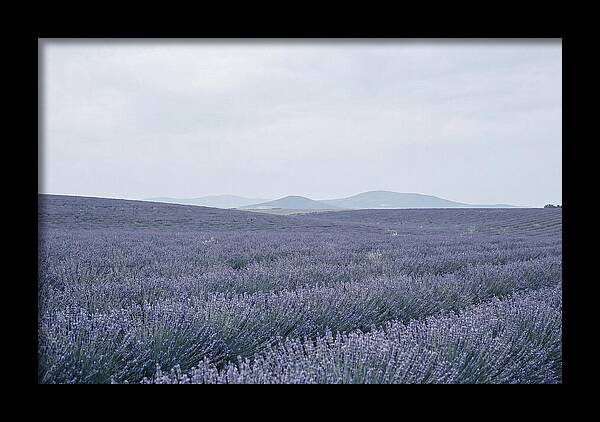 Purple Lavender Fields In Bloom
