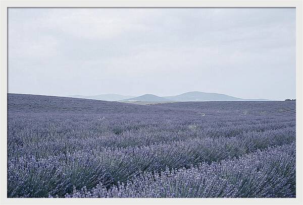 Purple Lavender Fields In Bloom