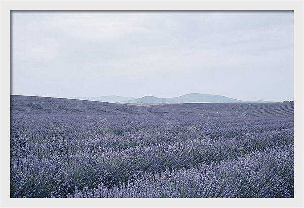 Purple Lavender Fields In Bloom