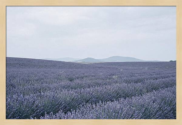 Purple Lavender Fields In Bloom