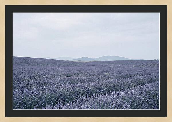Purple Lavender Fields In Bloom