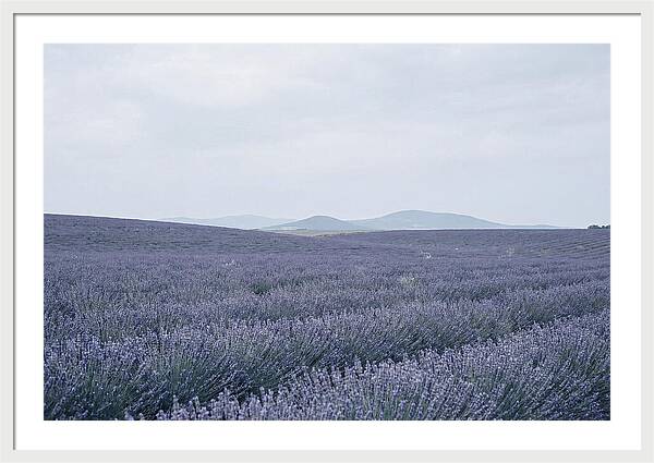 Purple Lavender Fields In Bloom