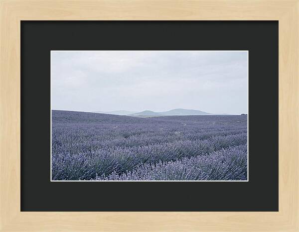 Purple Lavender Fields In Bloom