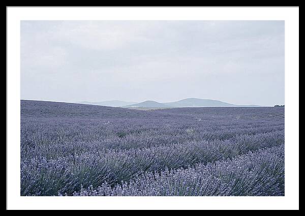 Purple Lavender Fields In Bloom