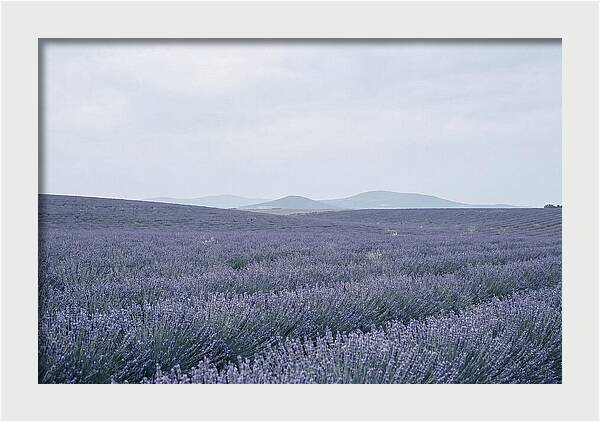 Purple Lavender Fields In Bloom