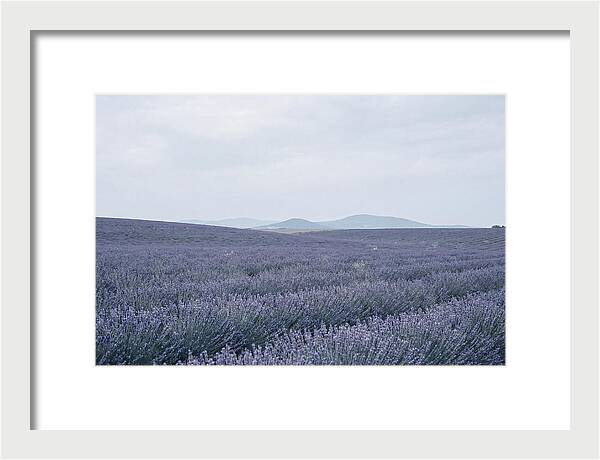 Purple Lavender Fields In Bloom