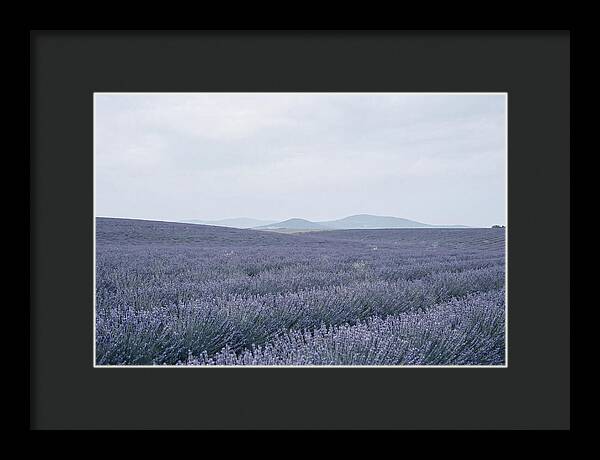 Purple Lavender Fields In Bloom