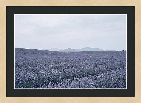 Purple Lavender Fields In Bloom