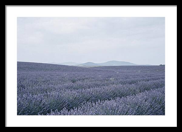 Purple Lavender Fields In Bloom