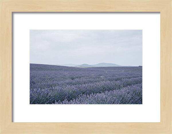 Purple Lavender Fields In Bloom