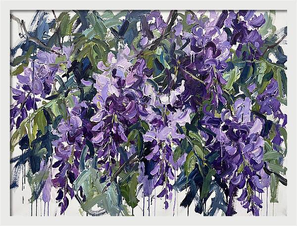 Purple Wisteria Blooms