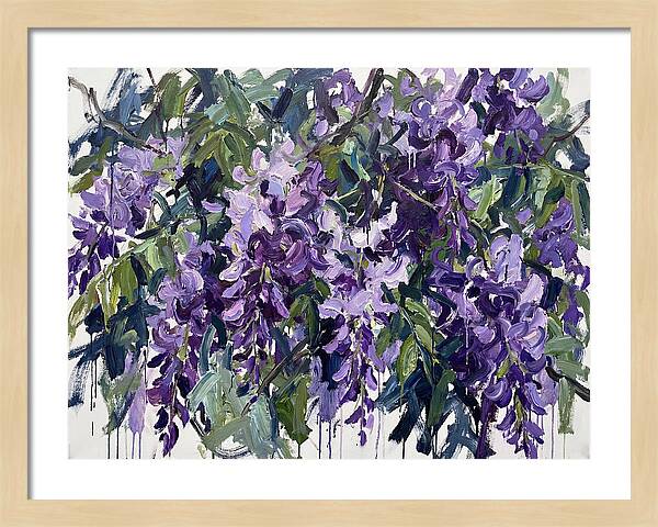 Purple Wisteria Blooms