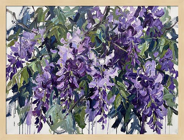Purple Wisteria Blooms