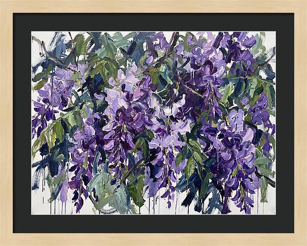 Purple Wisteria Blooms
