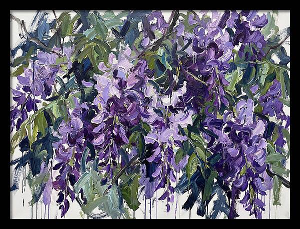 Purple Wisteria Blooms