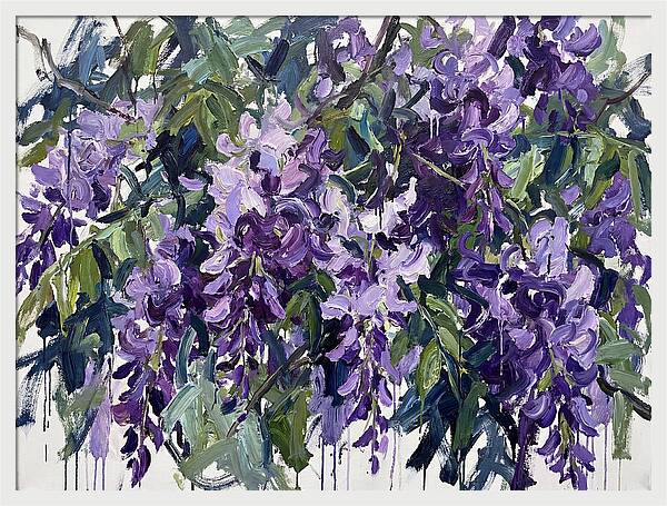Purple Wisteria Blooms