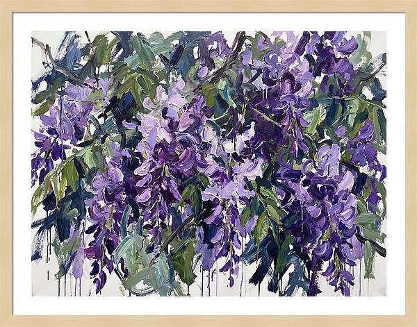 Purple Wisteria Blooms
