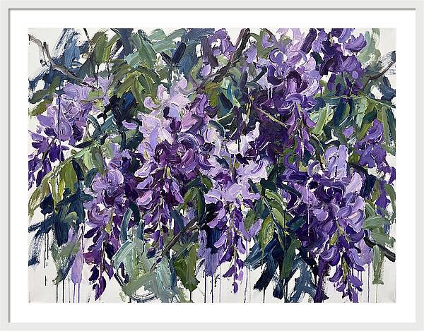 Purple Wisteria Blooms