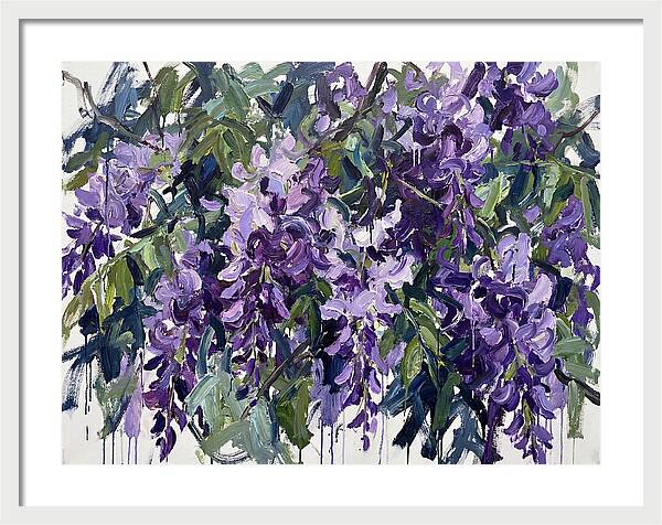 Purple Wisteria Blooms