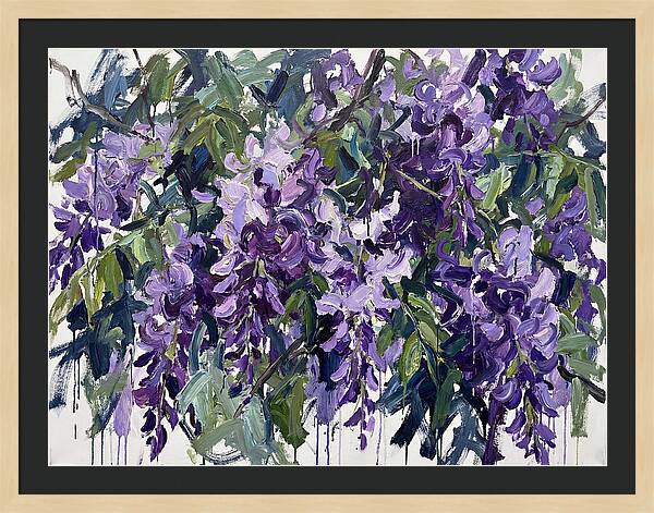 Purple Wisteria Blooms