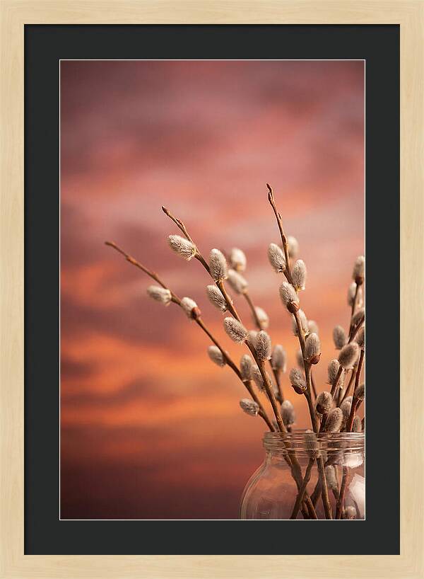 Pussy Willow Branches In Bloom