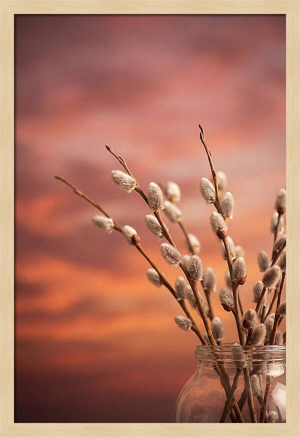 Pussy Willow Branches In Bloom