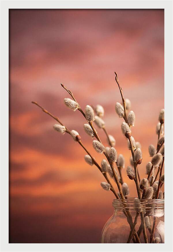 Pussy Willow Branches In Bloom