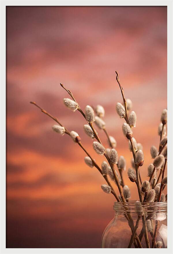 Pussy Willow Branches In Bloom