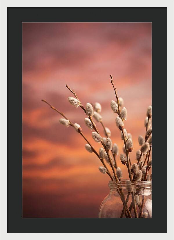 Pussy Willow Branches In Bloom