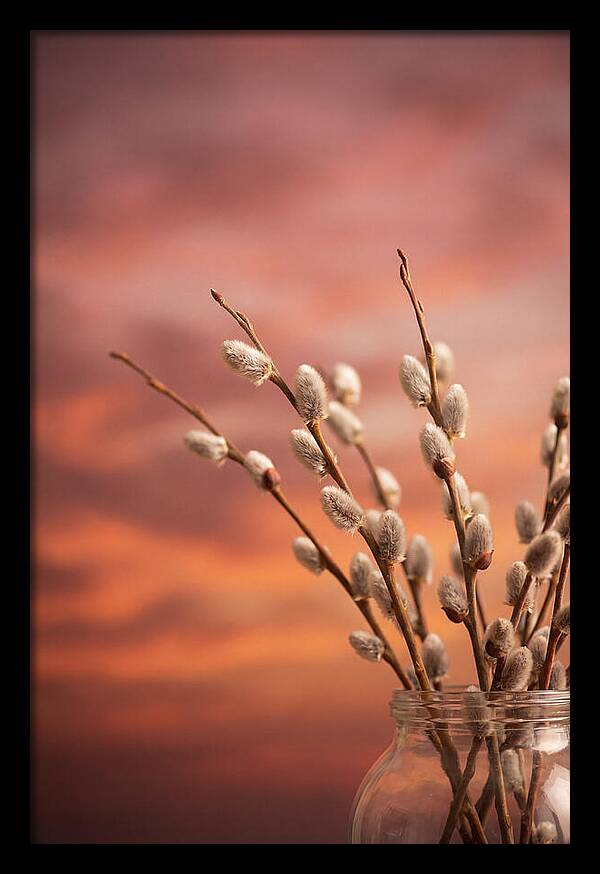 Pussy Willow Branches In Bloom