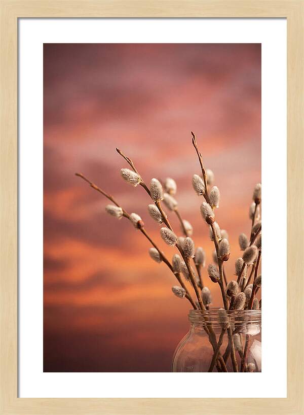 Pussy Willow Branches In Bloom