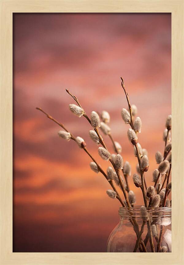 Pussy Willow Branches In Bloom