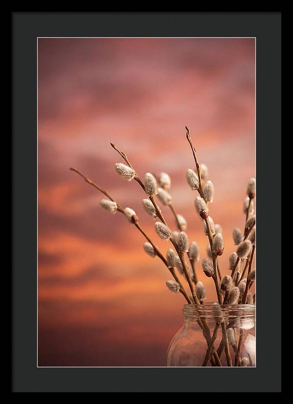 Pussy Willow Branches In Bloom