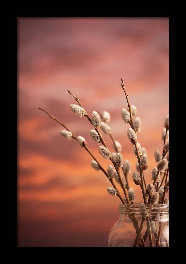 Pussy Willow Branches In Bloom